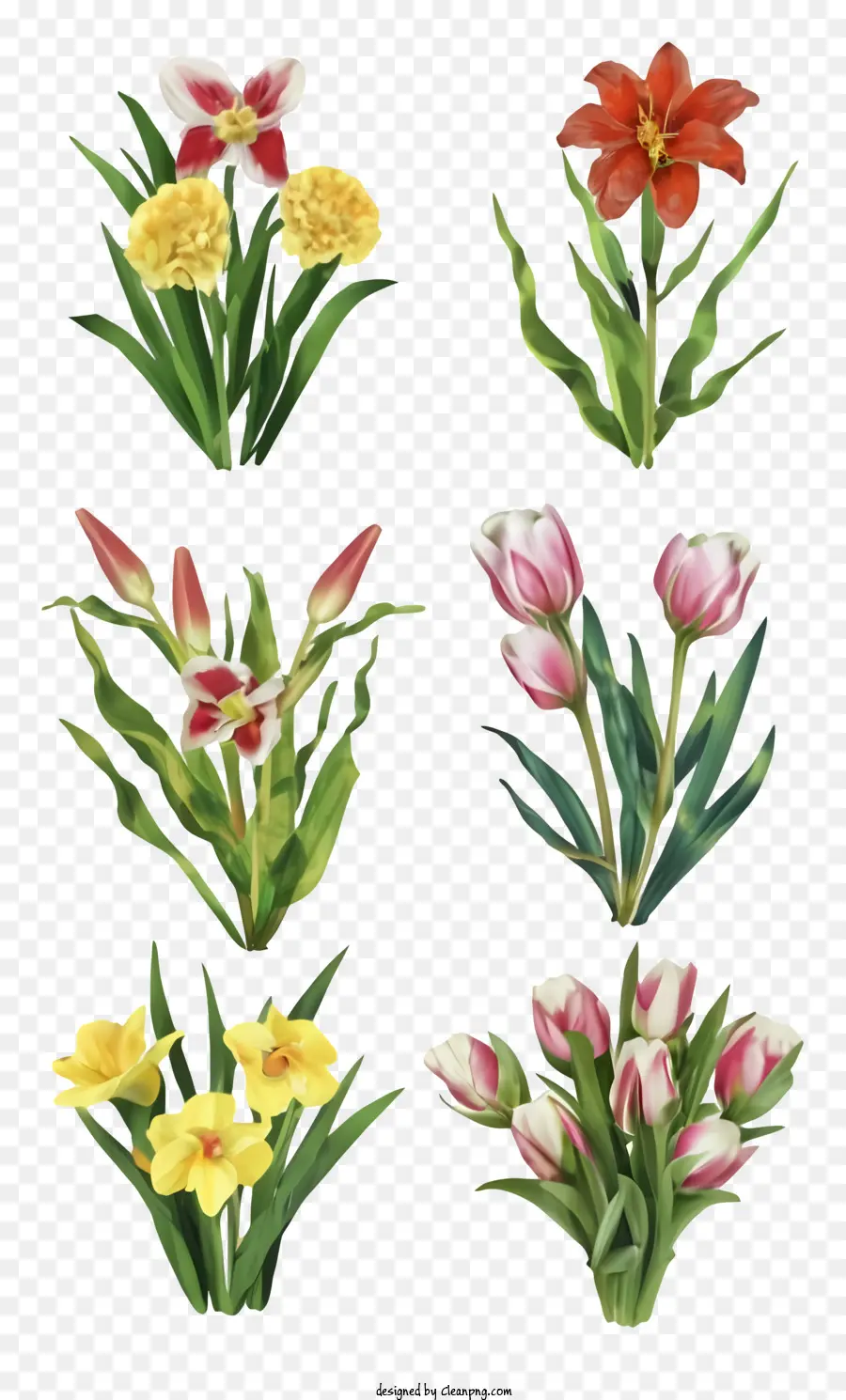 Karangan Bunga，Tulip Kuning PNG