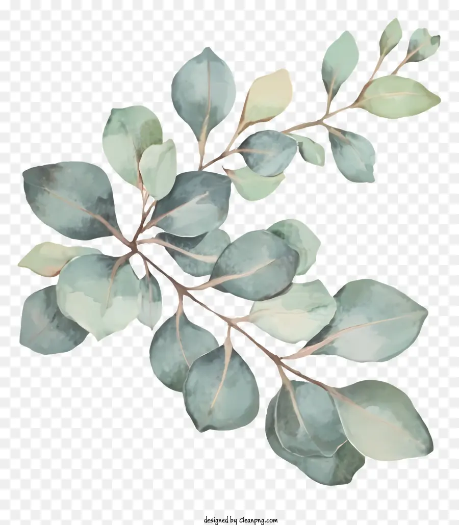 Daun Eucalyptus，Hijau Daun PNG