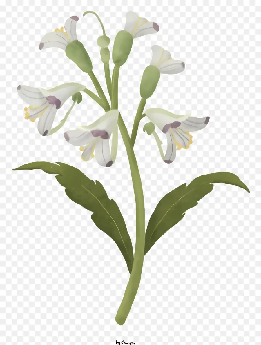 Bunga Putih，Batang PNG