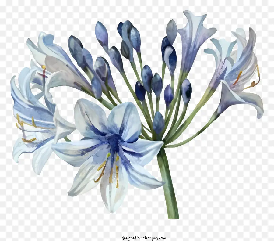 Bunga Biru Dan Putih，Karangan PNG