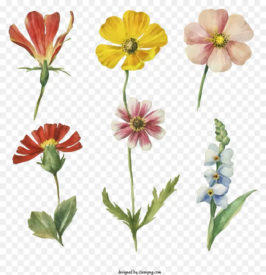 Bunga Liar Berwarna Warni，Kelompok Bunga PNG