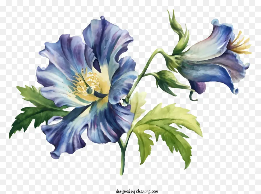 Lukisan Bunga，Bunga Biru Dan Putih PNG