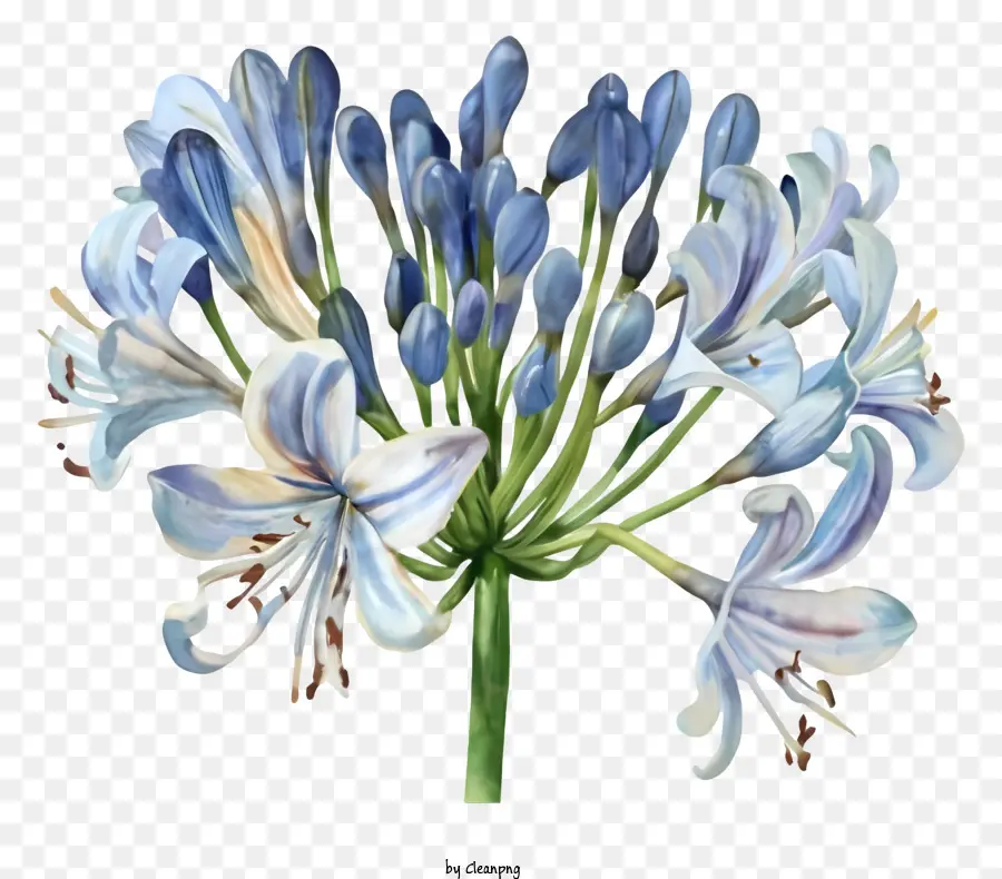 Iris Biru，Bunga Biru PNG