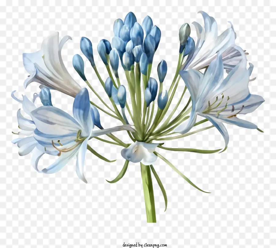 Bunga Lily Biru，Putih Bunga Lily PNG