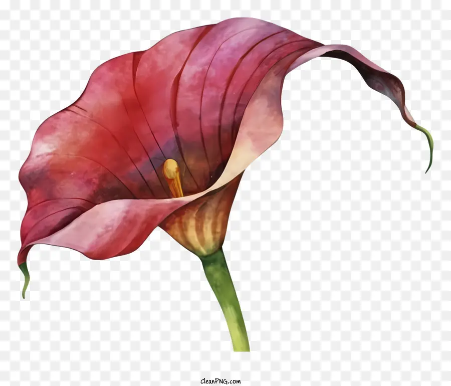 Calla Lili，Bunga Merah PNG