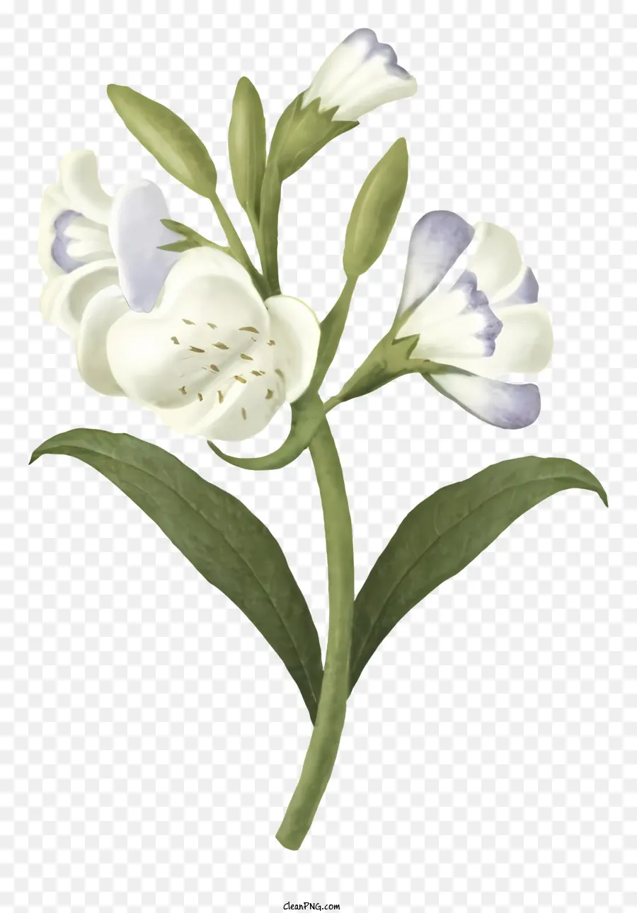 Bunga Biru，Bunga Putih Dan Biru PNG