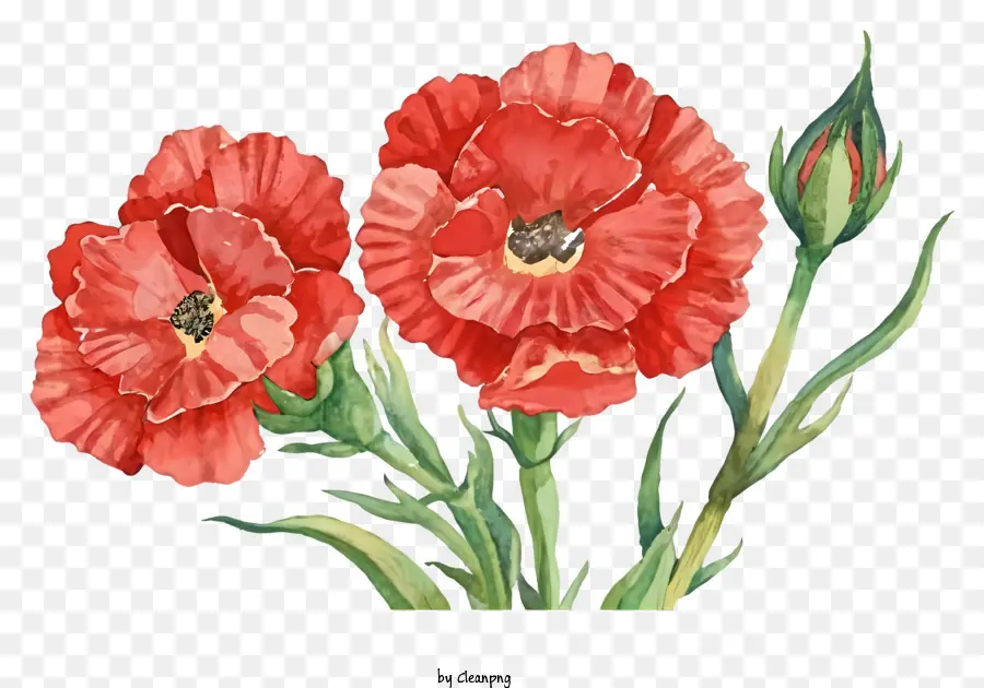 Lukisan Cat Air，Bunga Poppy Merah PNG