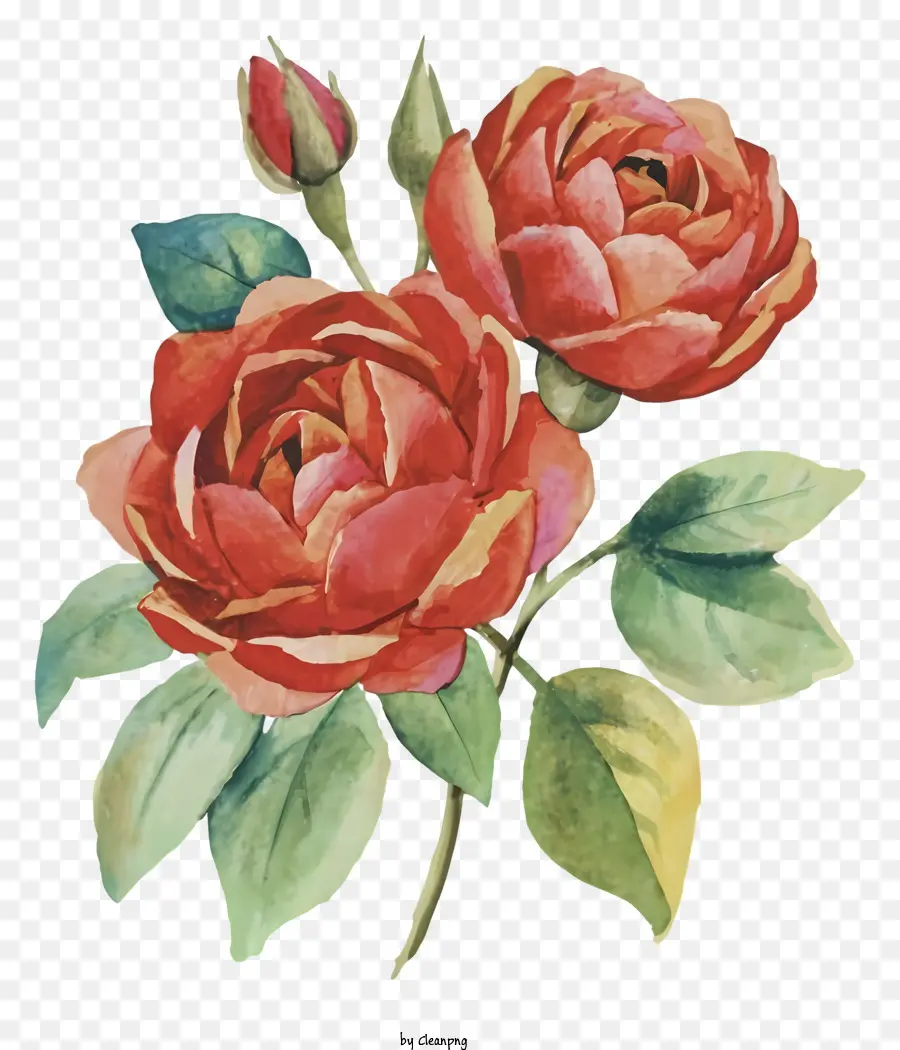 Mawar，Bunga Bunga Merah PNG