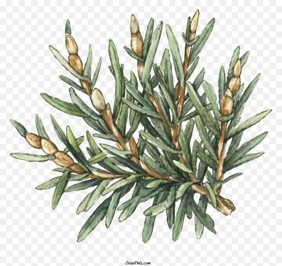 Rosemary，Tanaman PNG