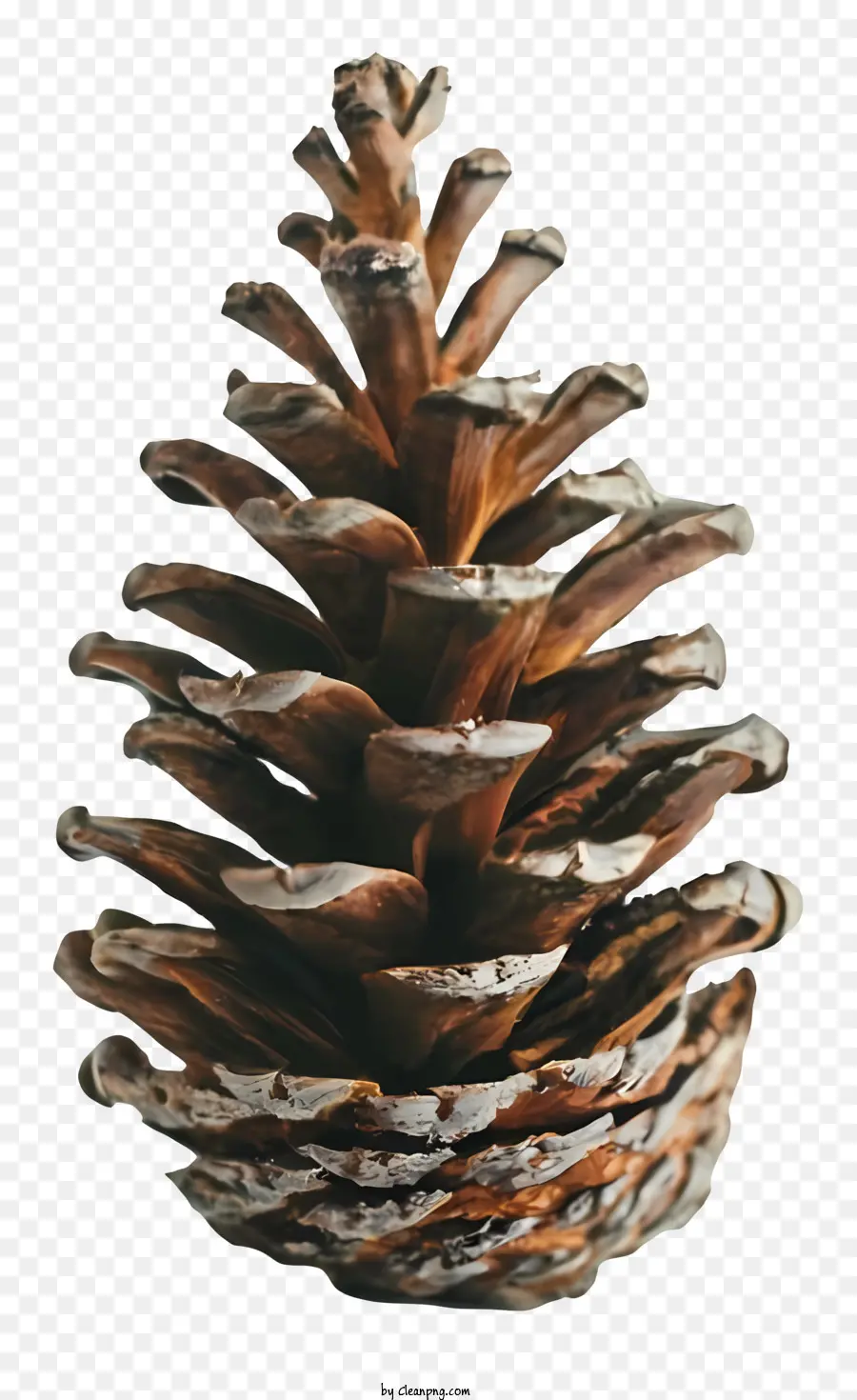 Kerucut Pinus，Runjung PNG
