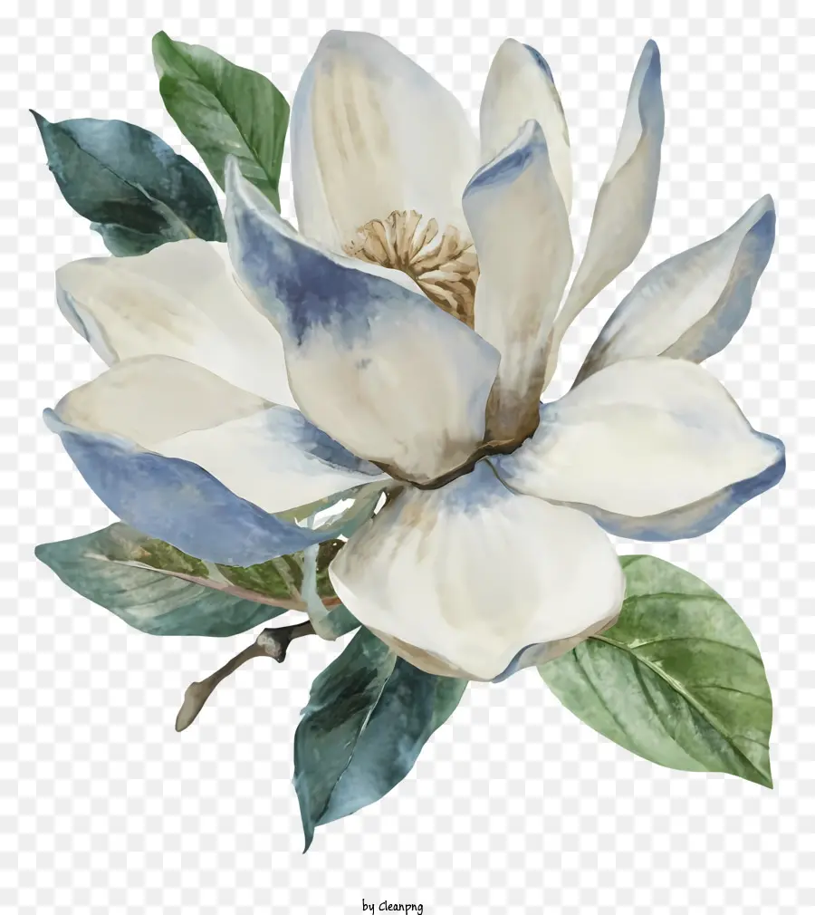 Lukisan Cat Air，Bunga Magnolia PNG