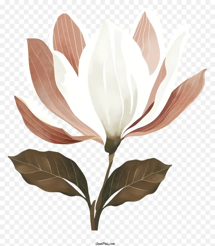 Bunga Putih，Kelopak Merah Muda Dan Coklat PNG
