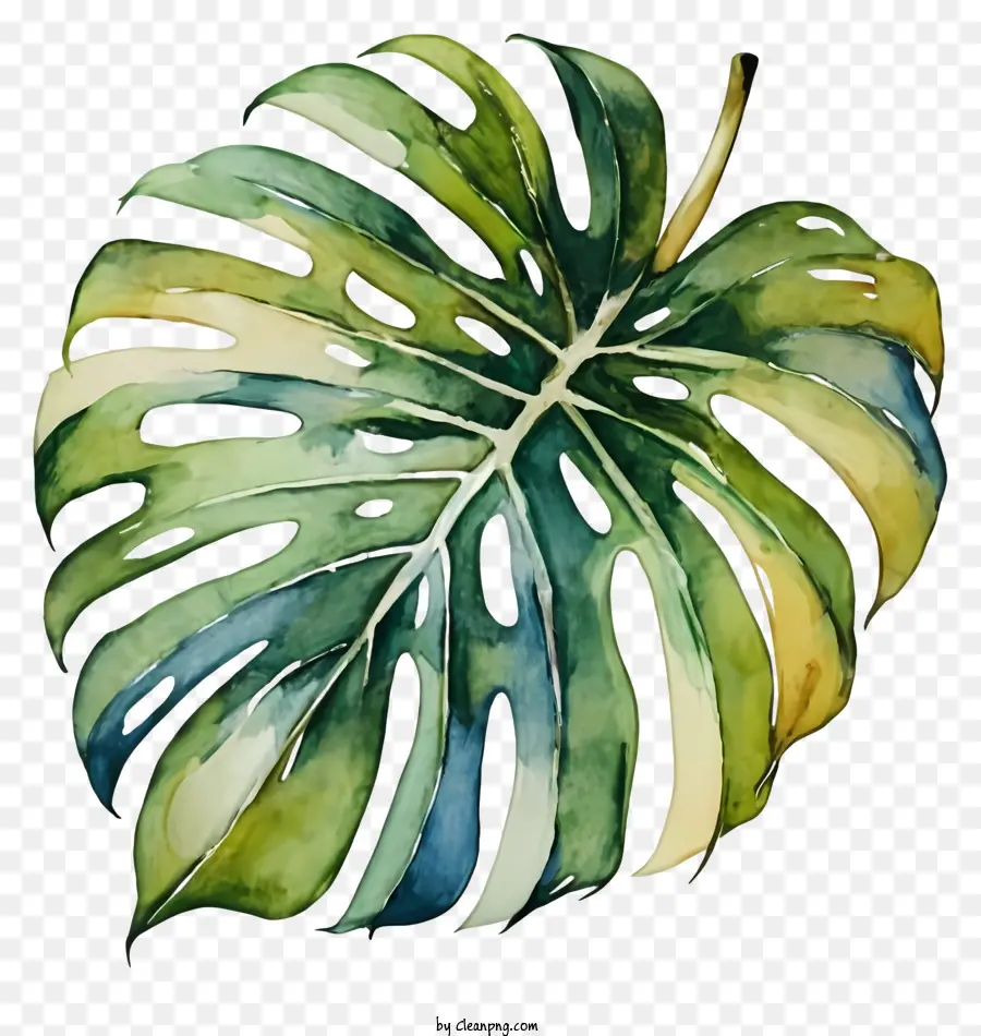 Daun Monstera，Hijau Daun PNG