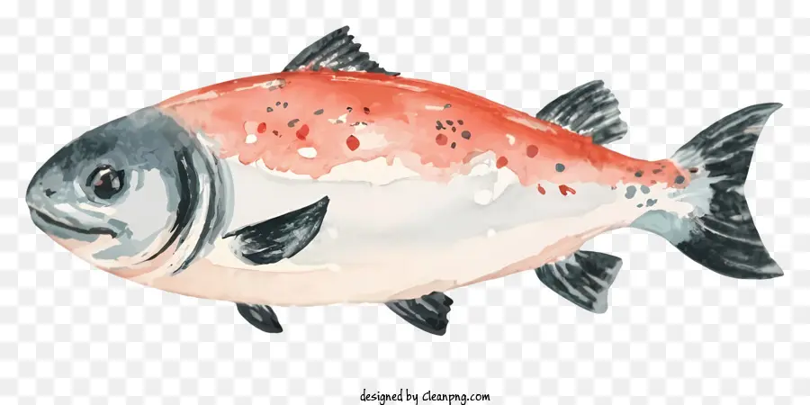 Salmon Merah，Bintik Bintik Hitam PNG