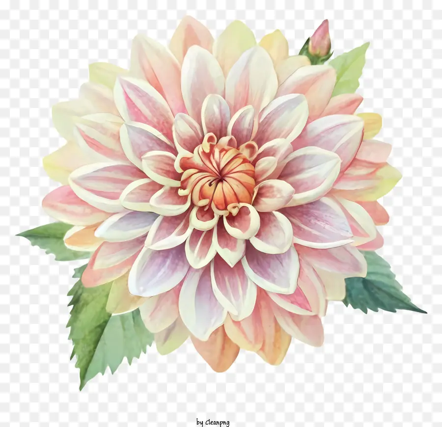 Bunga Dahlia，Lukisan PNG