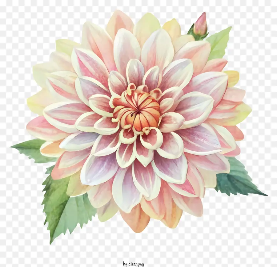 Bunga Dahlia，Bunga Merah Muda PNG