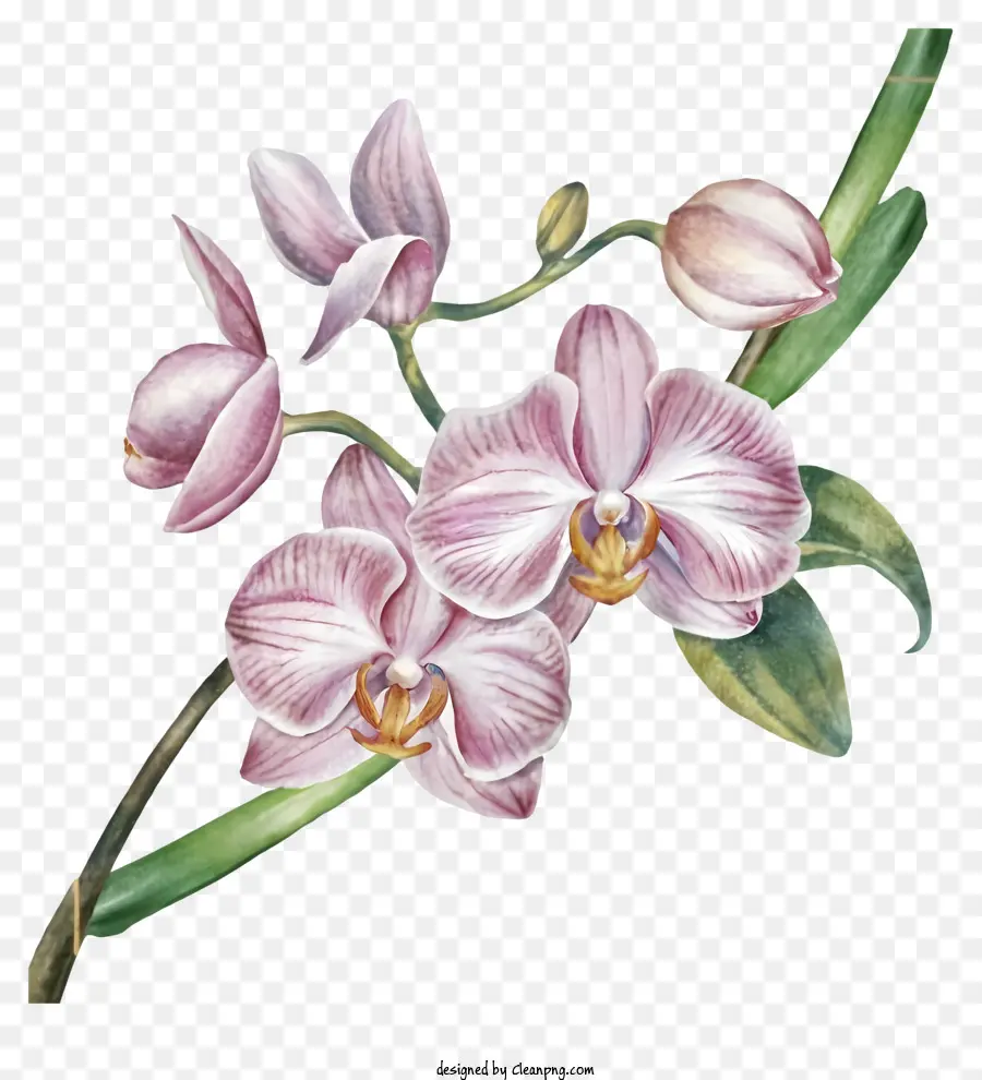 Pink Orchid，Bunga Merah Muda PNG