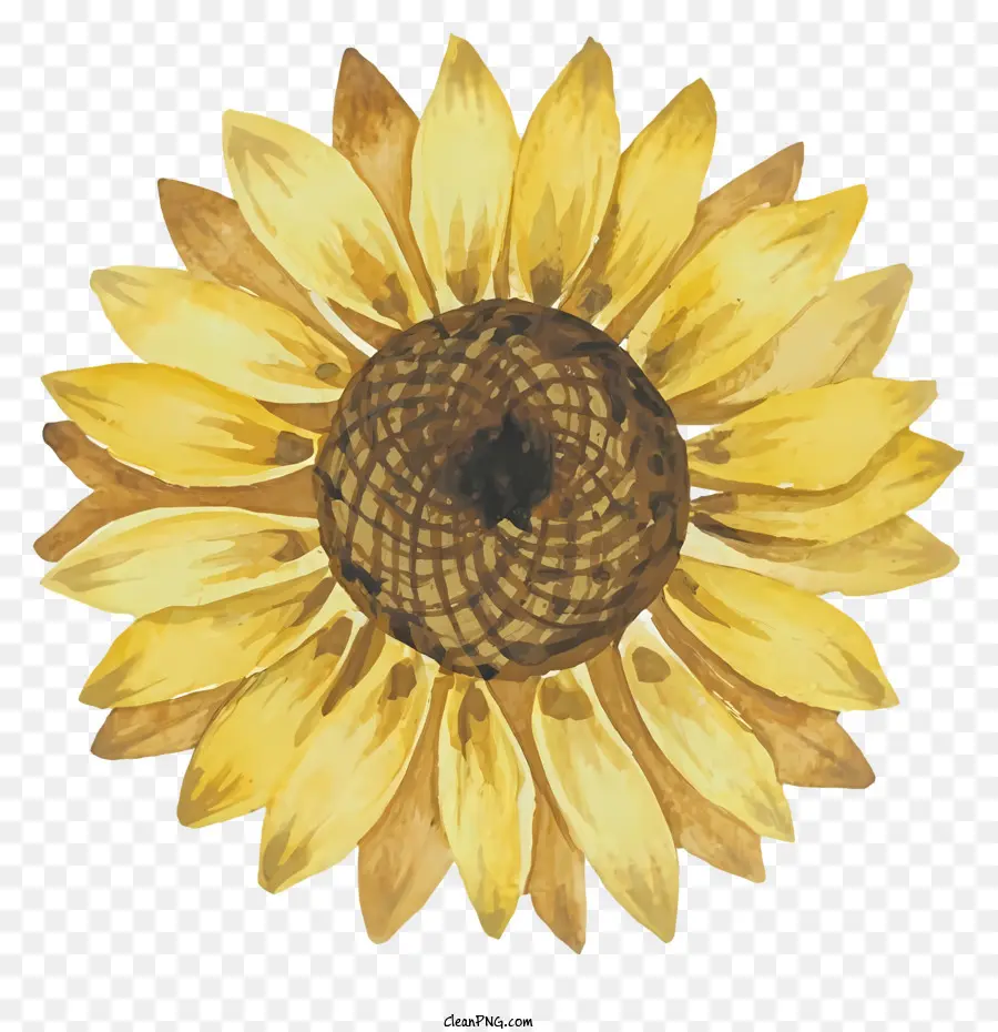 Bunga Matahari，Kuning Bunga Matahari PNG
