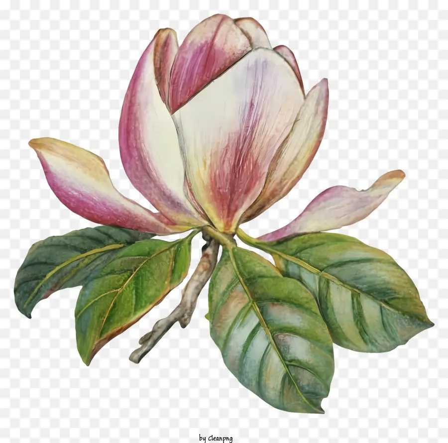 Lukisan Cat Air，Bunga Magnolia Merah Muda PNG