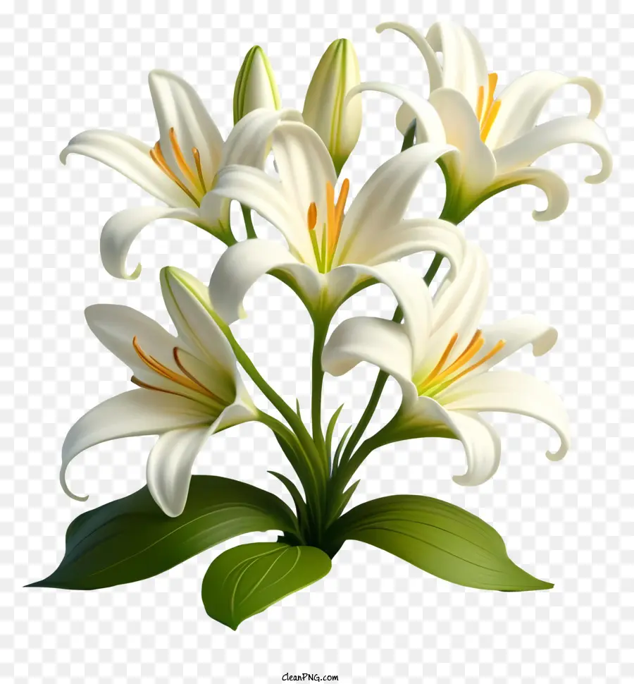 Lili，Bunga Putih PNG