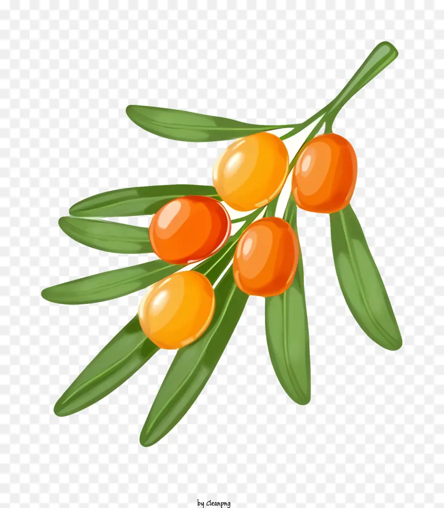 Berry Cabang，Beri Oranye PNG