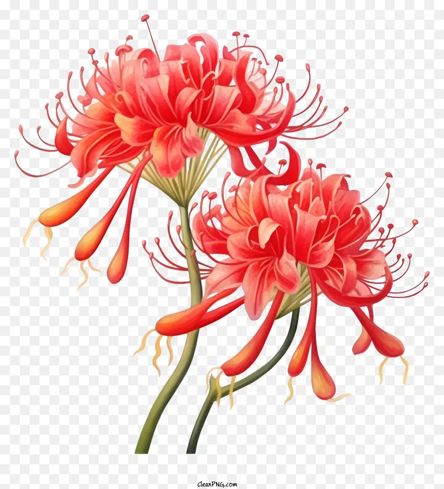 Hitam Dan Putih Ilustrasi，Bunga Kembang Sepatu Merah Raksasa PNG