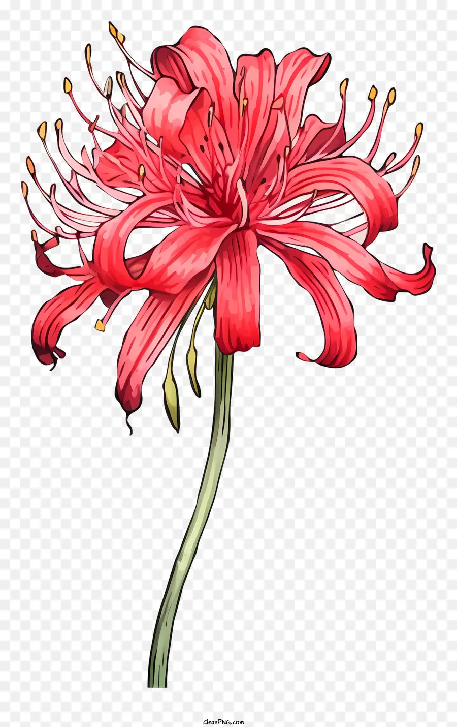 Lukisan Bunga Merah，Kelopak Dan Benang Sari PNG