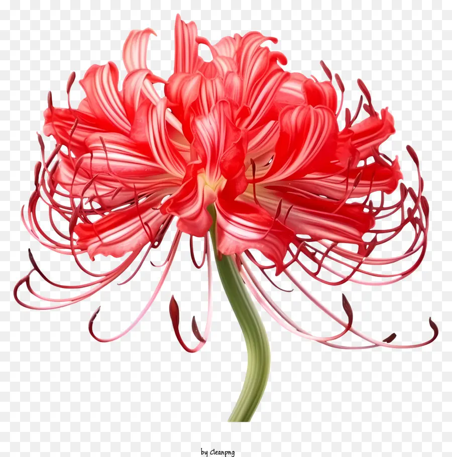 Bunga Merah Muda，Kelopak Panjang PNG