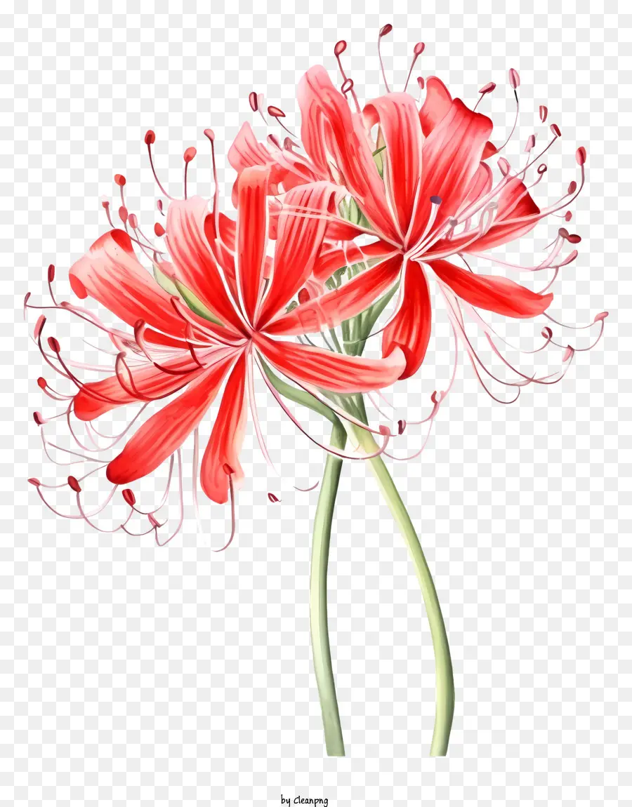 Bunga Bunga Merah，Warna Merah Cerah PNG