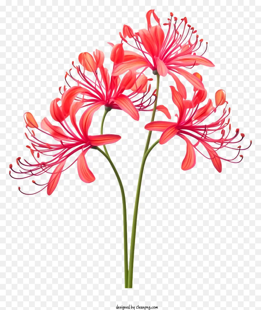 Merah Krisan，Bunga PNG