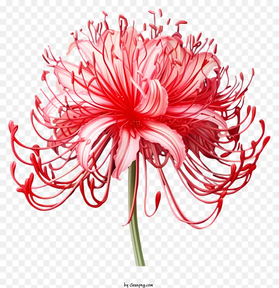 Bunga Fotografi，Pink Dan Bunga Bunga Merah PNG