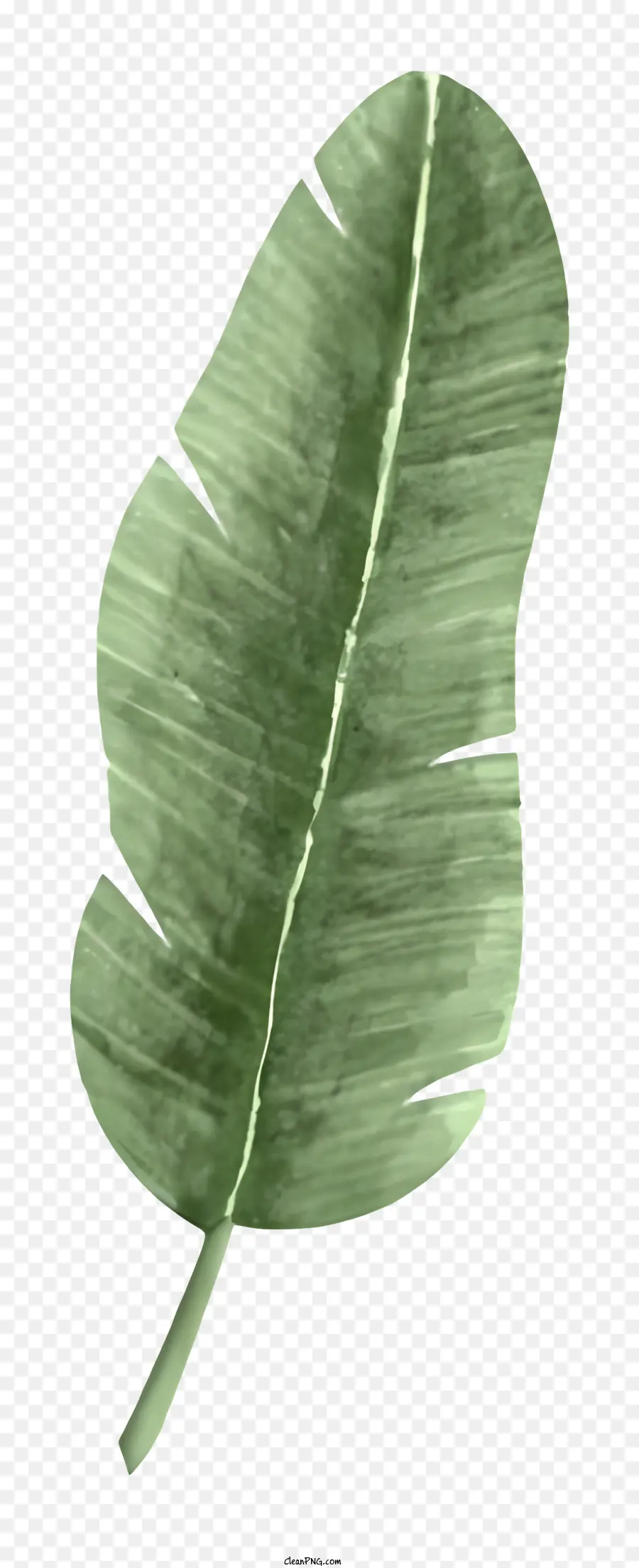 Daun Dicat，Hijau Daun PNG