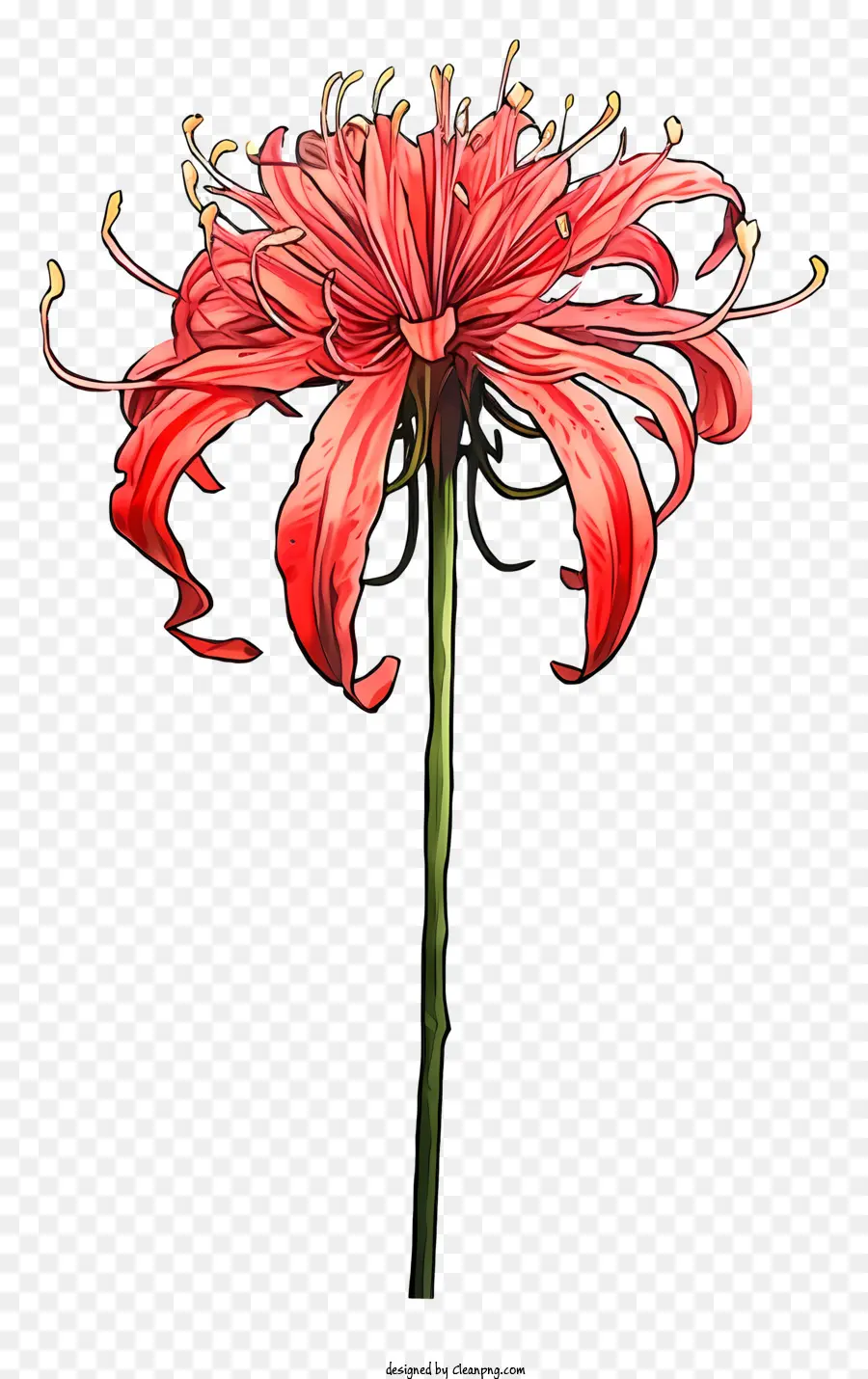 Bunga Lily Merah，Panjang Batang PNG
