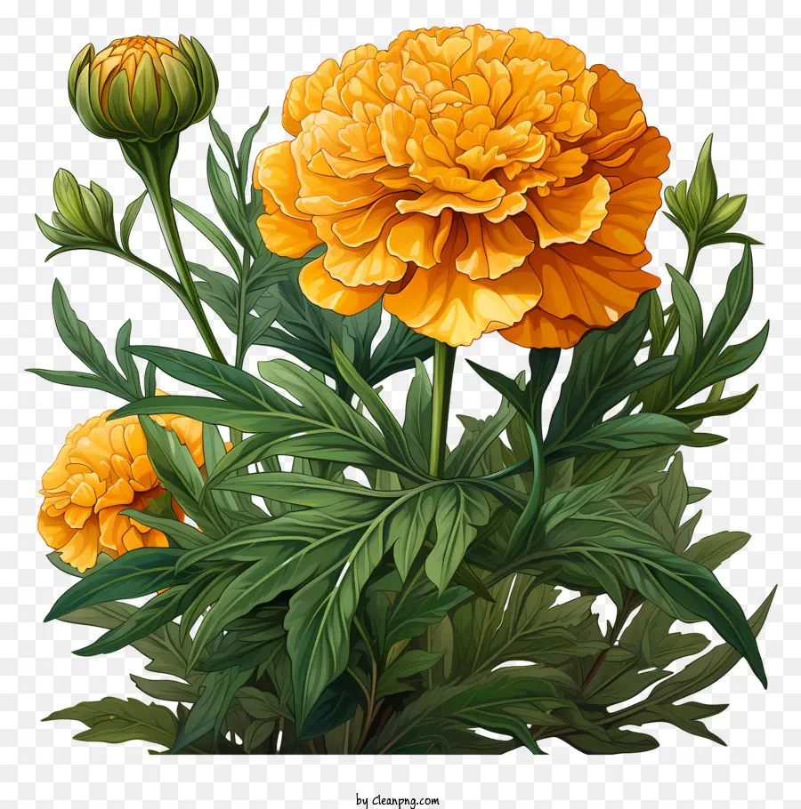Orange Bunga，Bunga Besar PNG
