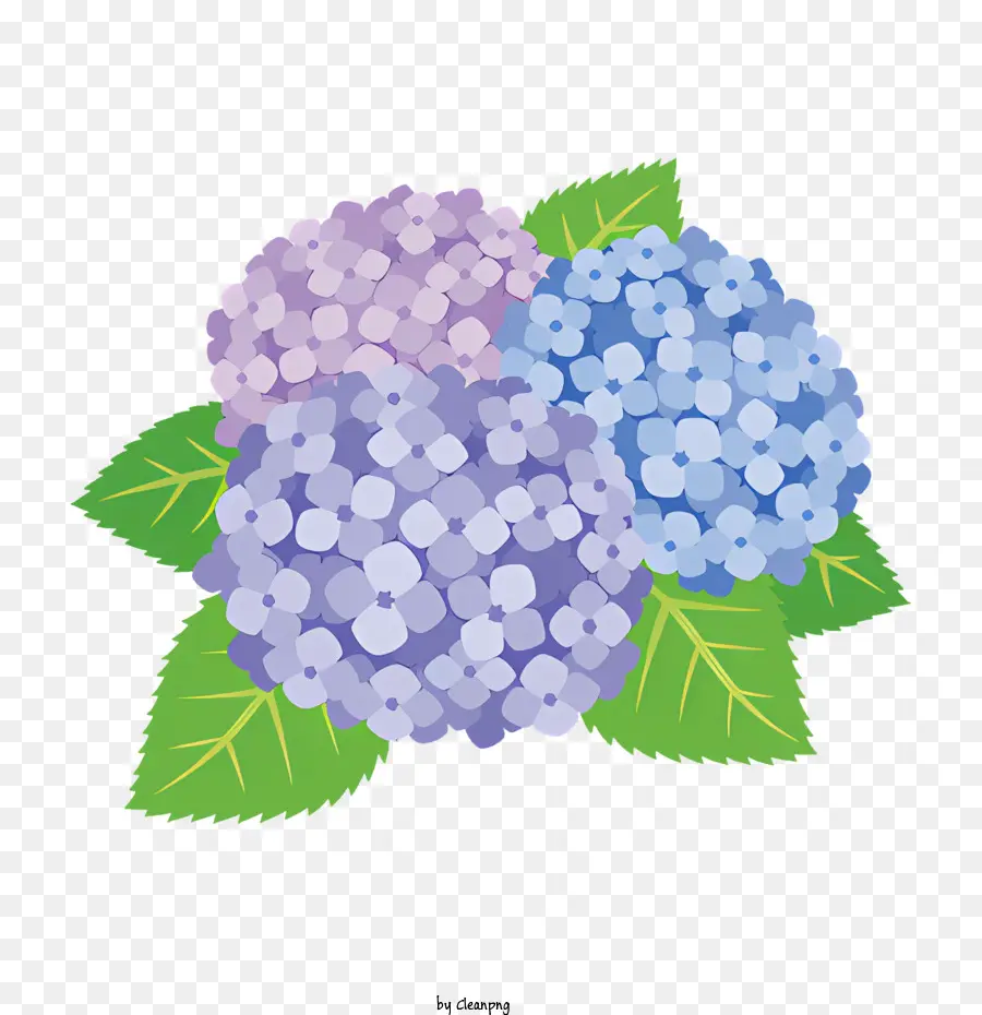 Buket，Bunga Hortensia PNG