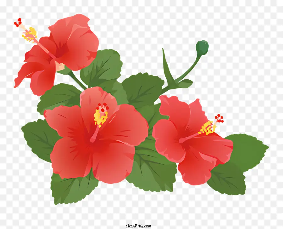 Bunga Kembang Sepatu，Benang Sari PNG