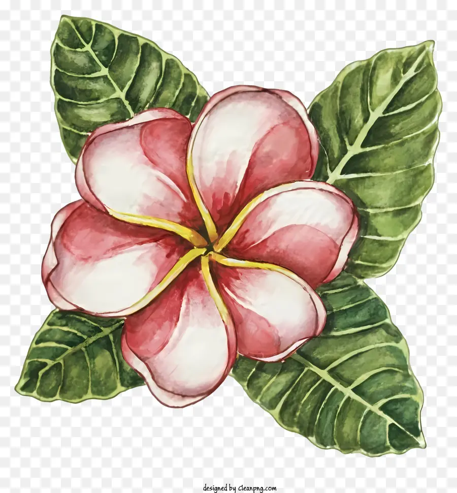 Kartun，Bunga Merah Muda PNG