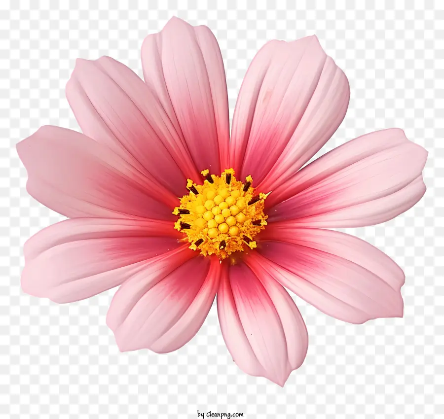 Bunga Cosmos 3d Realistis，Bunga Merah Muda PNG