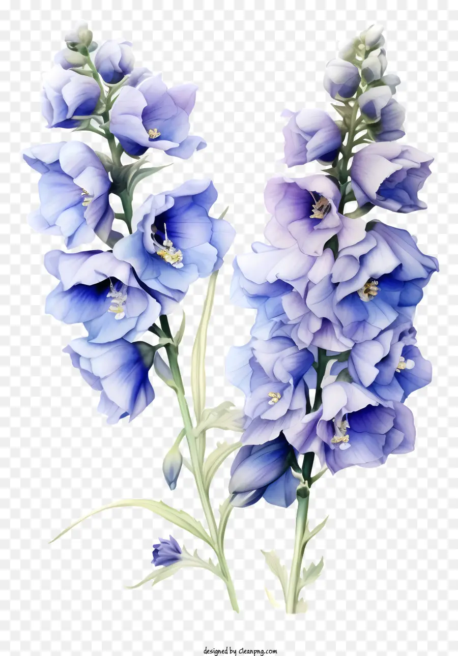 Seni Bunga Delphinium，Bunga Biru PNG