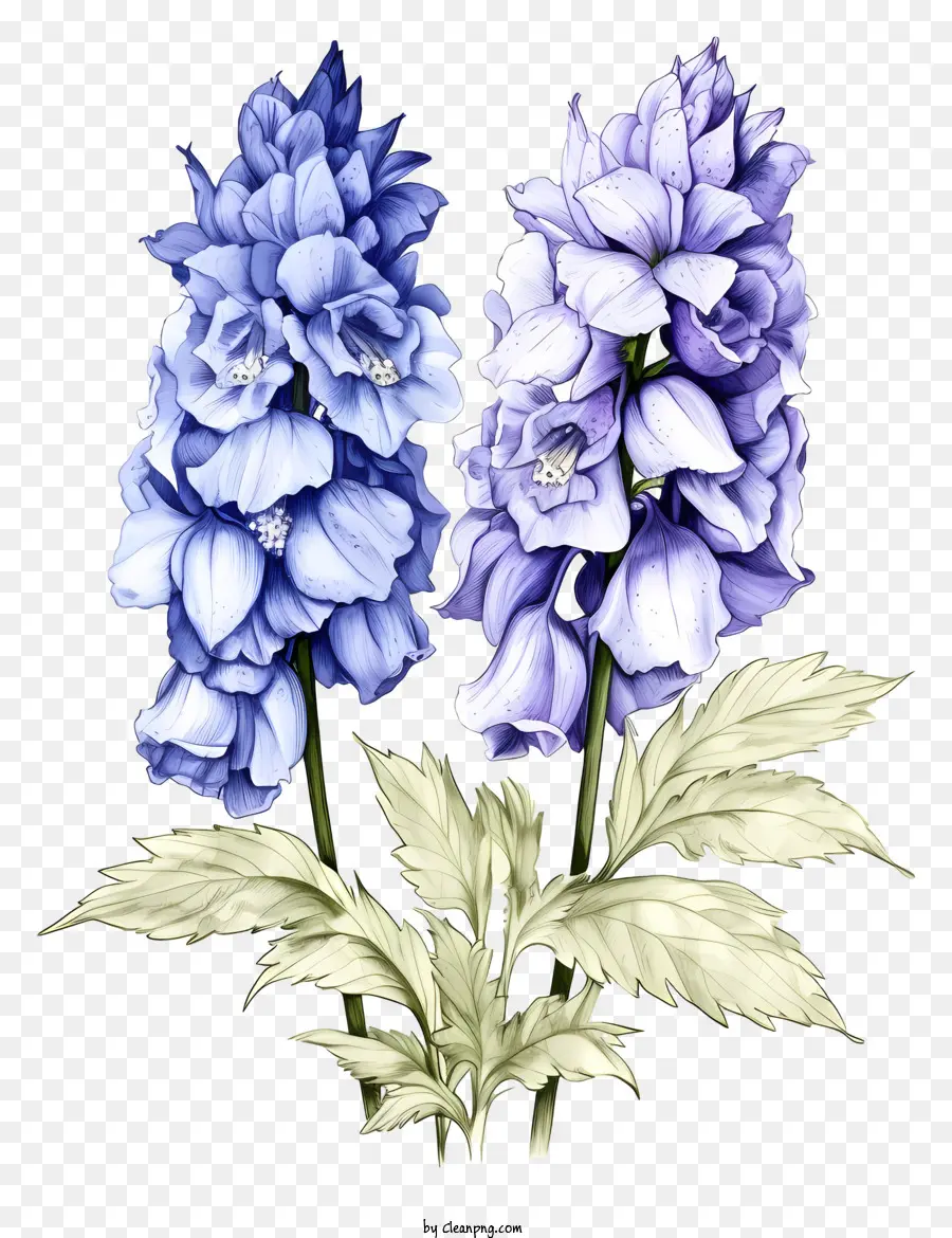 Sketsa Bunga Delphinium，Bunga Biru Dan Ungu PNG