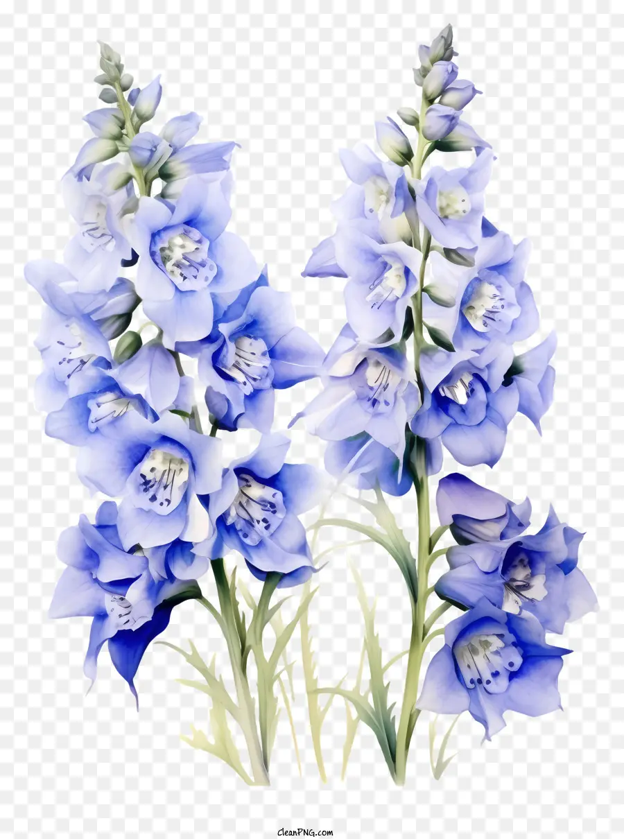 Seni Bunga Delphinium，Bunga Biru PNG