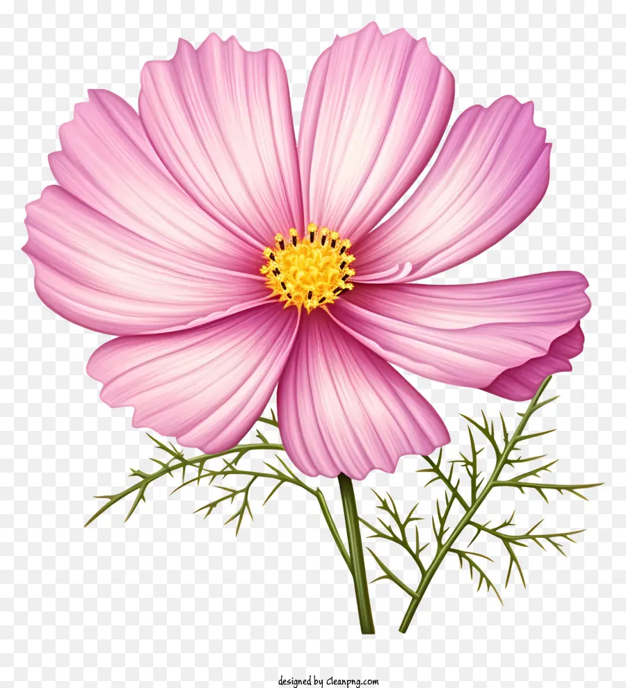Bunga Kosmos Realistis，Bunga Merah Muda PNG