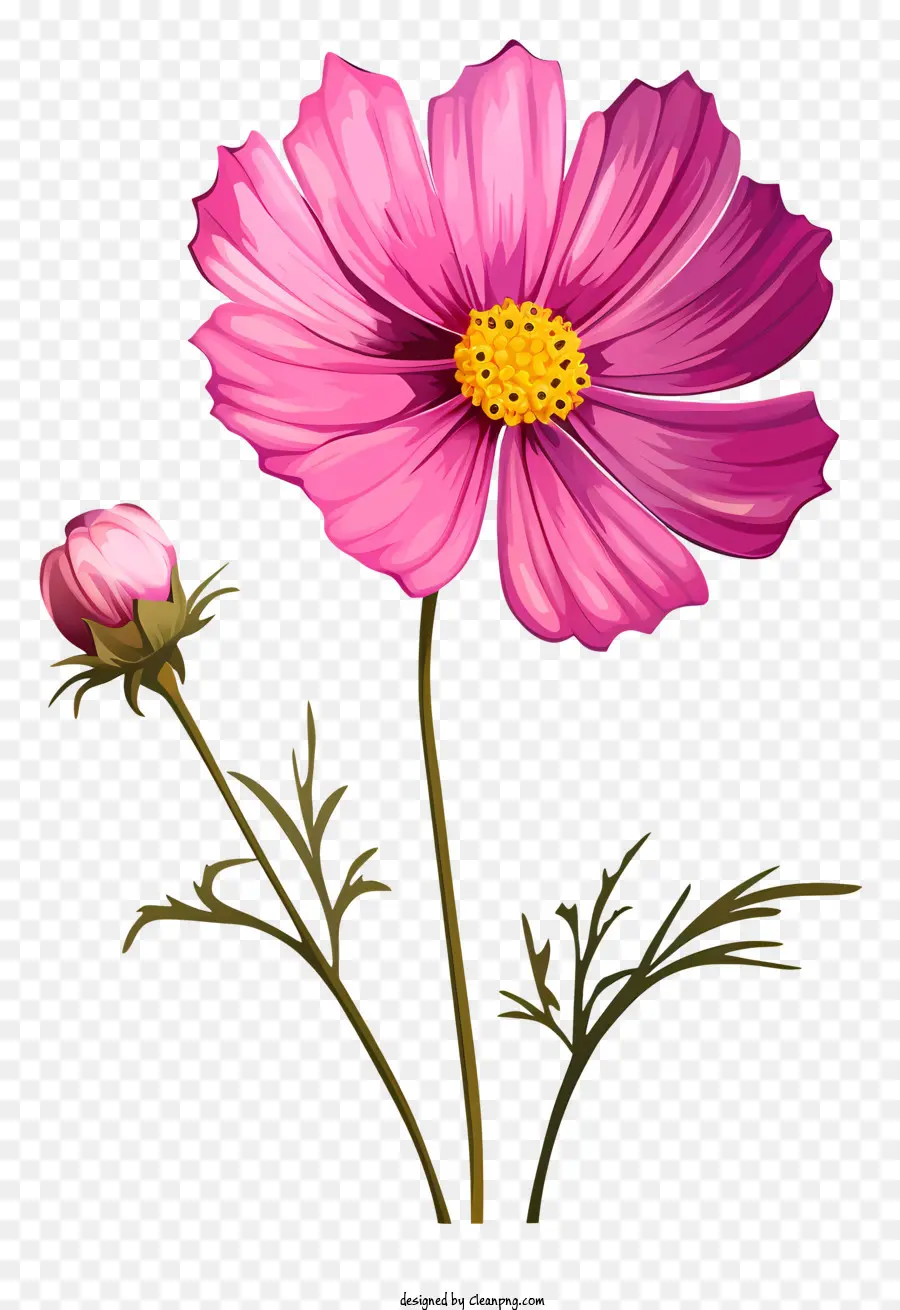 Kartun Cosmos Flower，Bunga Merah Muda PNG