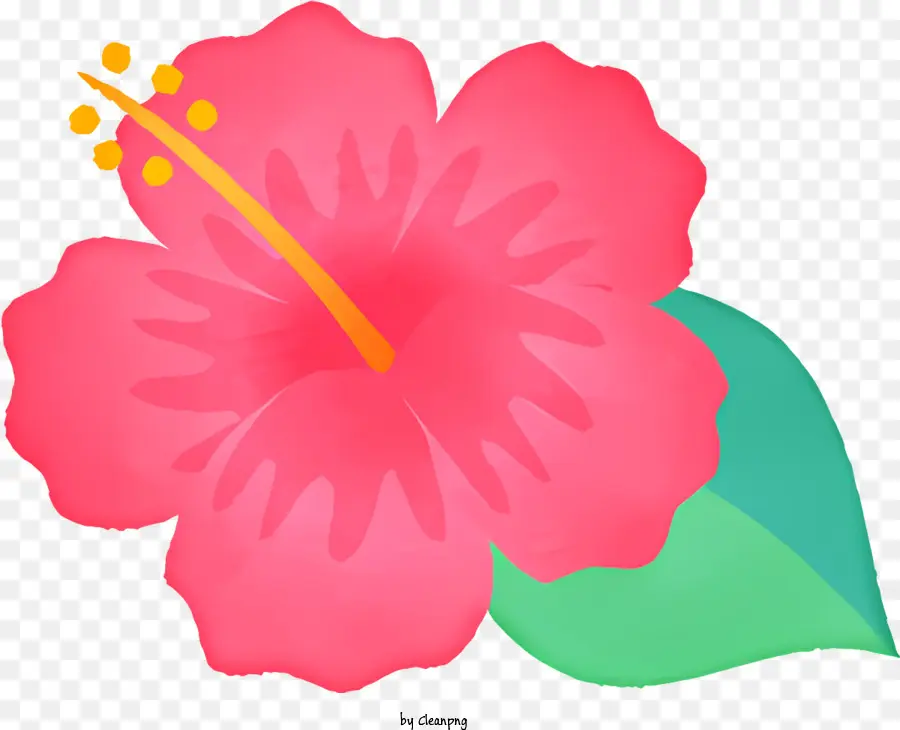 Kartun，Bunga Hibiscus Pink PNG