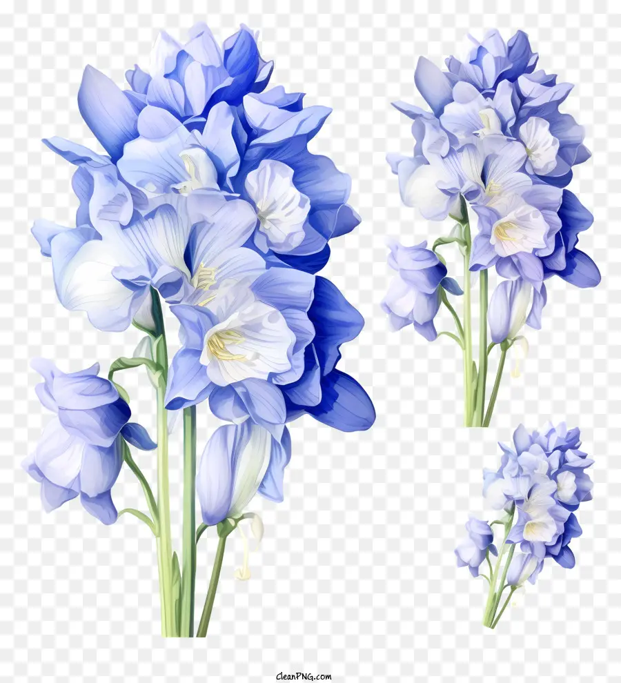 Coretan Bunga Delphinium，Bunga Biru PNG