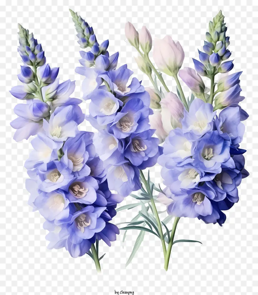 Bunch Bunga Delphinium Khusus，Bunga Bunga Biru PNG