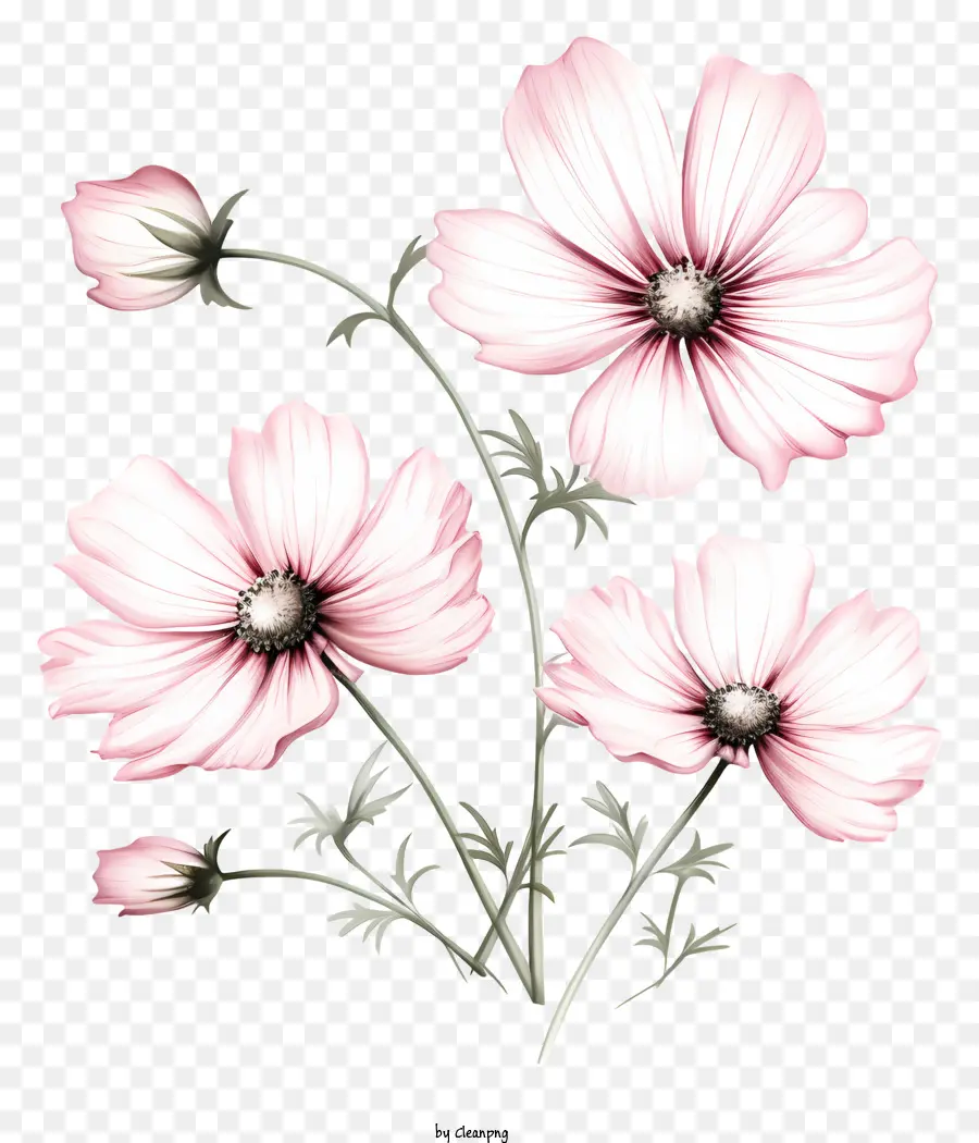 Sketsa Bunga Cosmos，Bunga Merah Muda PNG