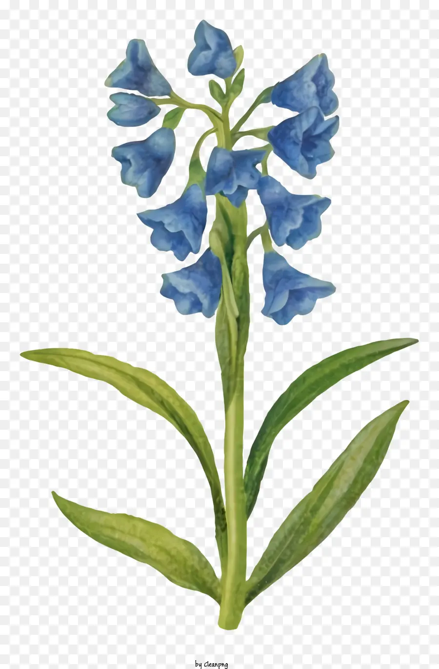 Kartun，Bunga Hyacinth Biru PNG