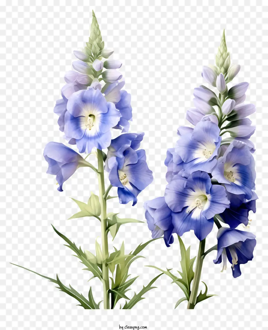 Bunga Delphinium，Bunga Biru PNG