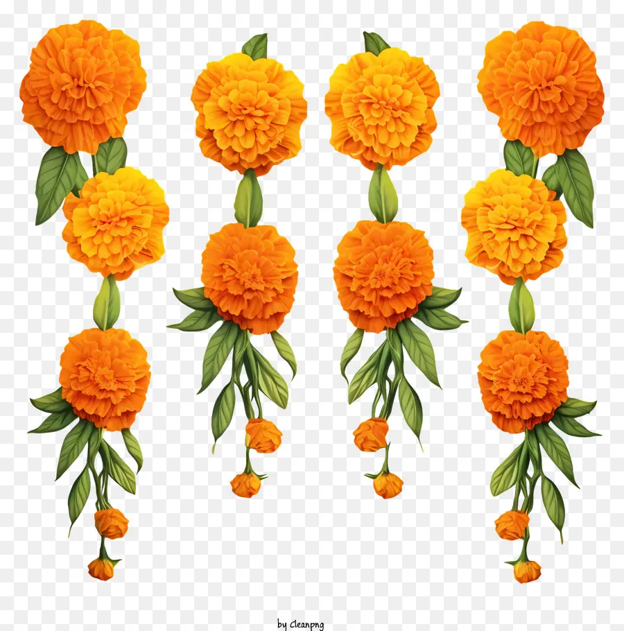Garland Bunga Marigold Digambar Tangan，Carnations Oranye PNG